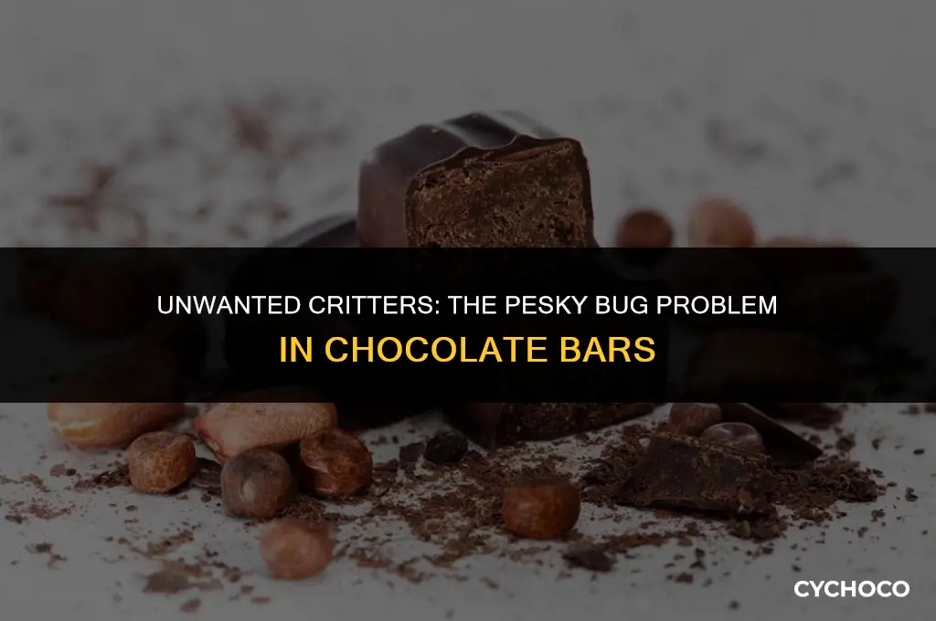 what bug gets into chocolate bars