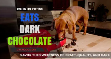 Emergency Guide: What to Do If Your Dog Eats Dark Chocolate