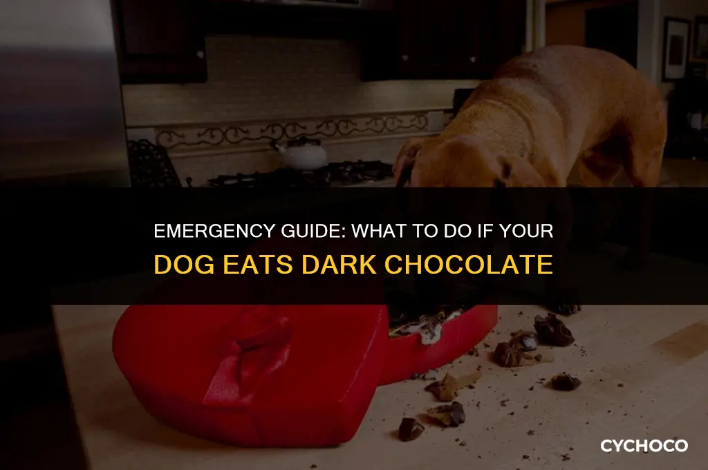 what do i do if my dog eats dark chocolate
