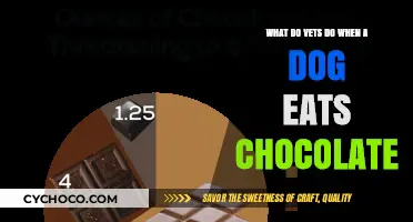 Chocolate Toxicity in Dogs: A Vet's Guide to Emergency Response