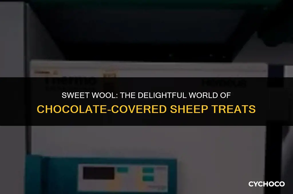 what do you call a chocolate covered sheep