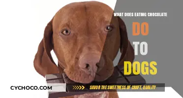 The Sweet Danger: How Chocolate Affects Our Canine Companions