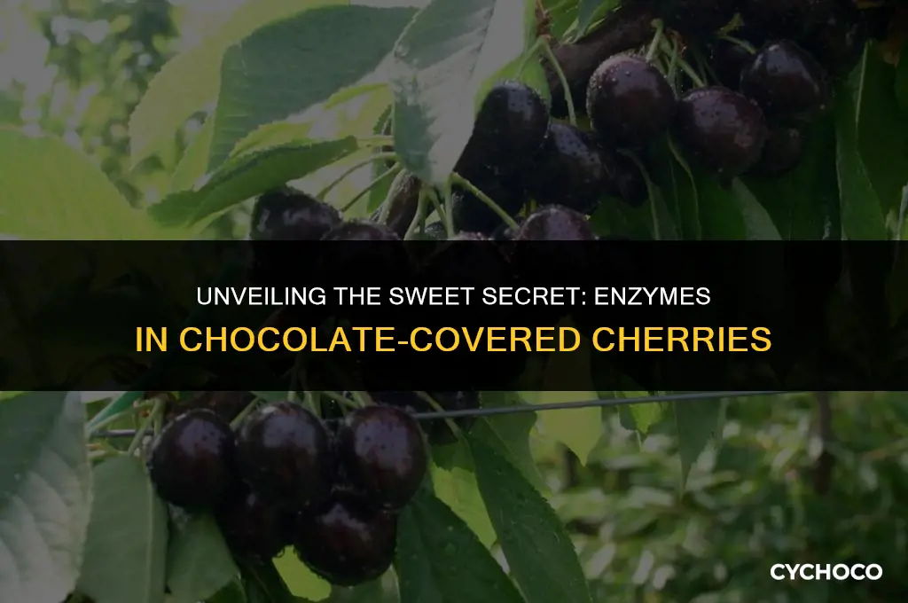 what enzyme is involved in making chocolate covered cherries sweet