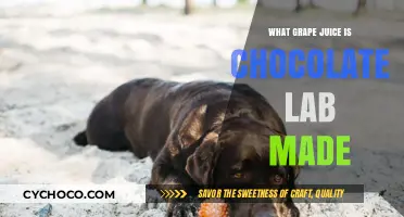 Decoding the Myth: Is Chocolate Lab Really Made from Grape Juice?