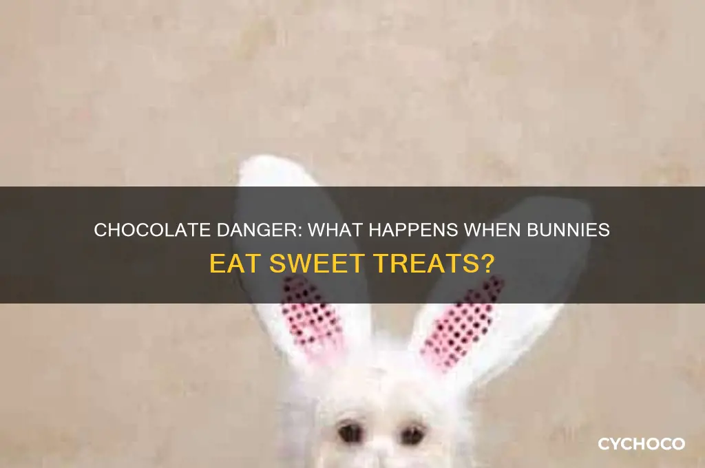 what happens if a bunny eats chocolate