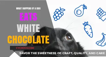 White Chocolate and Dogs: Risks, Symptoms, and What to Do