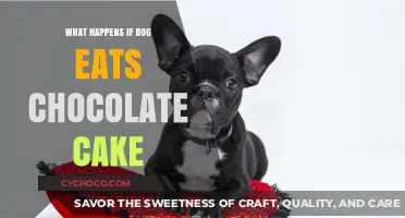 Chocolate Cake Danger: What Happens When Dogs Eat It?