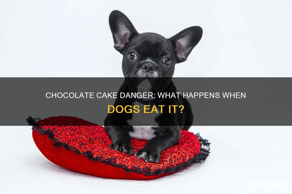 what happens if dog eats chocolate cake