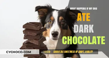 Dark Chocolate Danger: What to Do If Your Dog Ate It