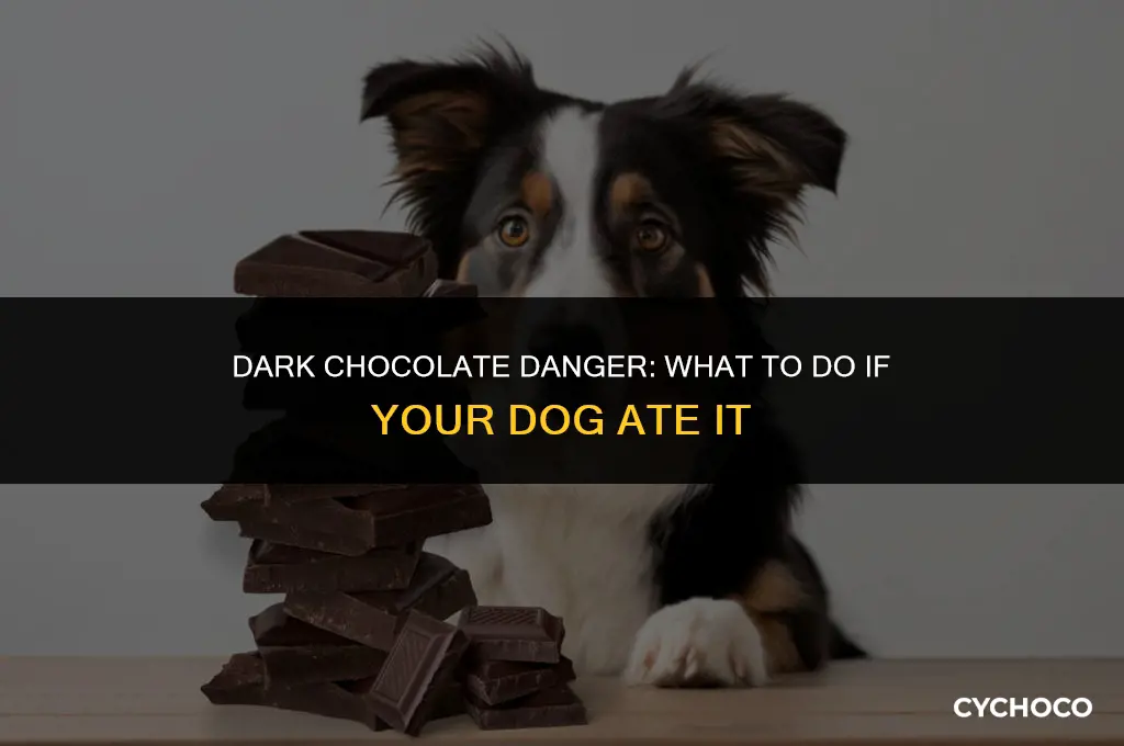 what happens if my dog ate dark chocolate