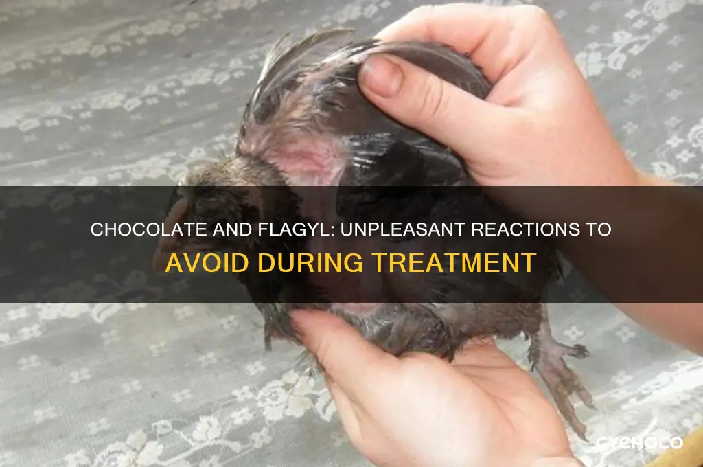what happens if you eat chocolate while taking flagyl