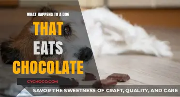 The Sweet Danger: What Happens When Dogs Eat Chocolate?