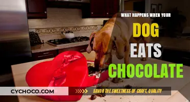 The Sweet Danger: What Happens When Your Dog Eats Chocolate?