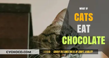 Can Cats Eat Chocolate? Risks, Symptoms, and Emergency Care Tips