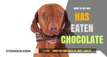 Chocolate Consumption in Dogs: Symptoms, Risks, and Emergency Response