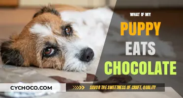 The Sweet Danger: What to Do If Your Puppy Eats Chocolate