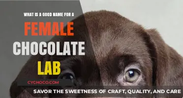 Sweet Names for Your Female Chocolate Lab: A Delicious Guide