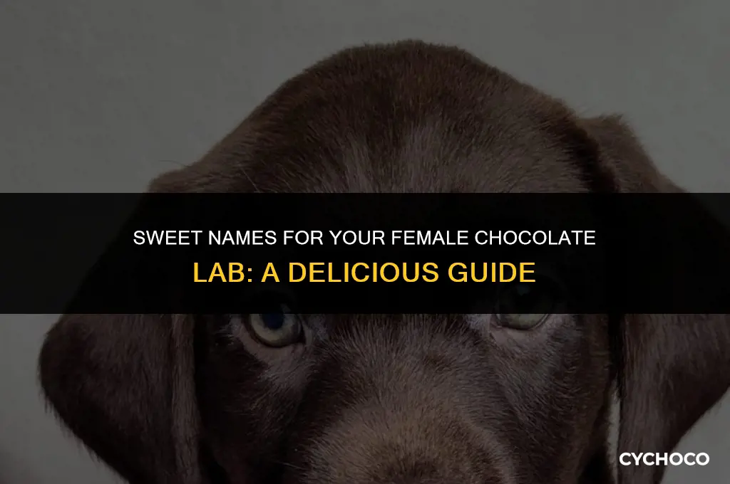 what is a good name for a female chocolate lab