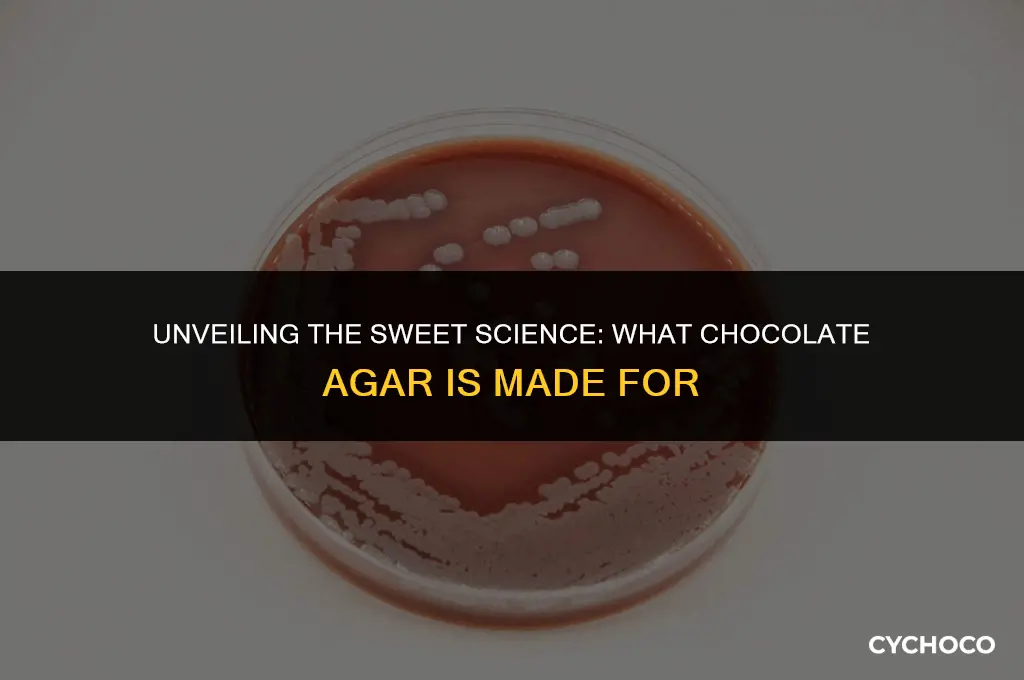 what is chocolate agar made for