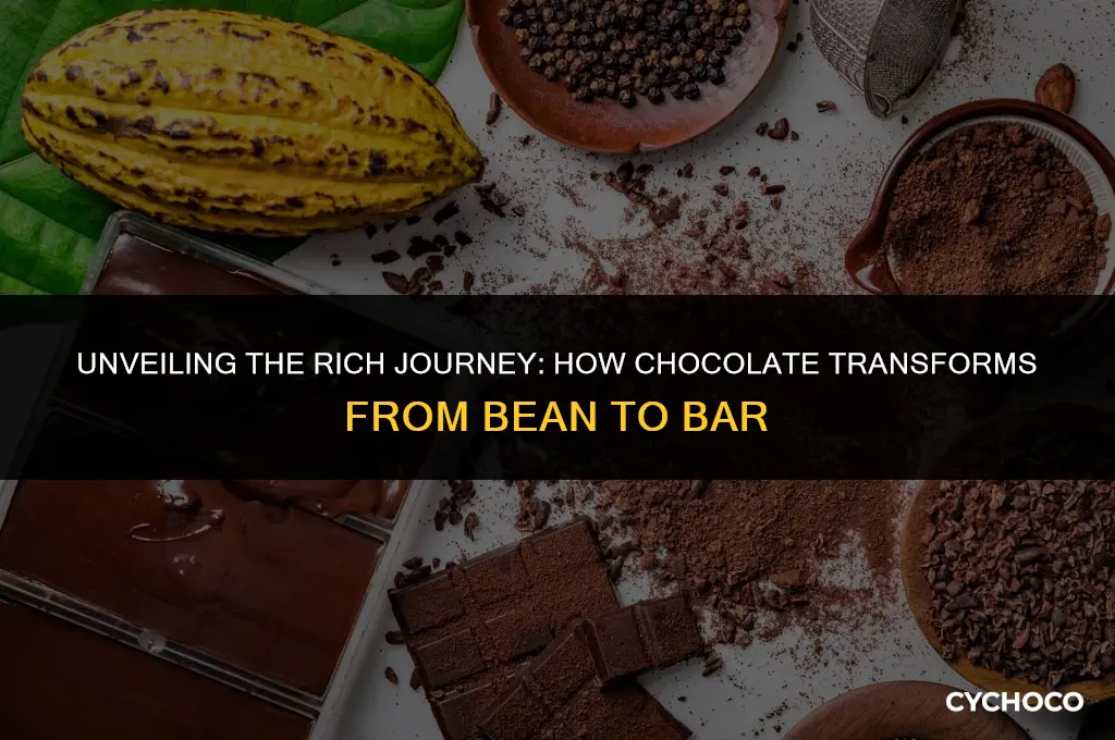what is chocolate made from srcathc