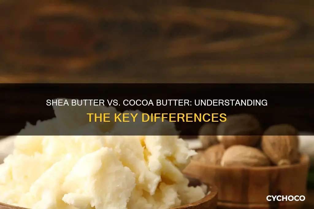 what is the difference between shea butter and cocoa butter