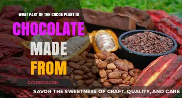 Unlocking the Secrets: Chocolate's Journey from Cocoa Plant to Treat