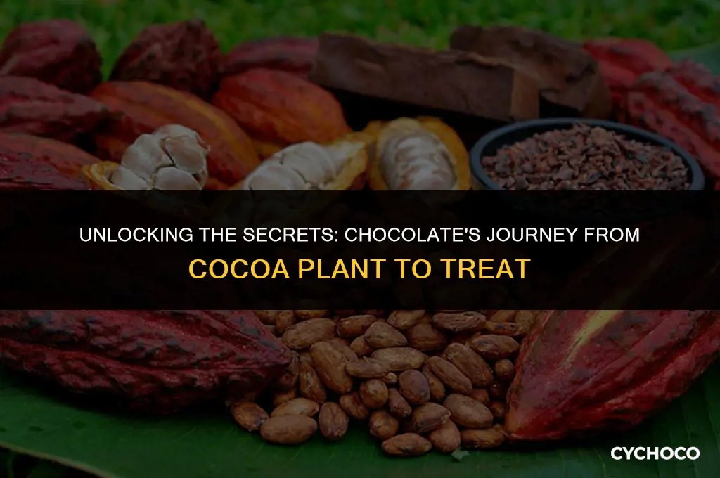 what part of the cocoa plant is chocolate made from