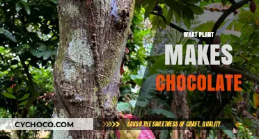 From Bean to Bar: The Surprising Plant Behind Your Favorite Chocolate