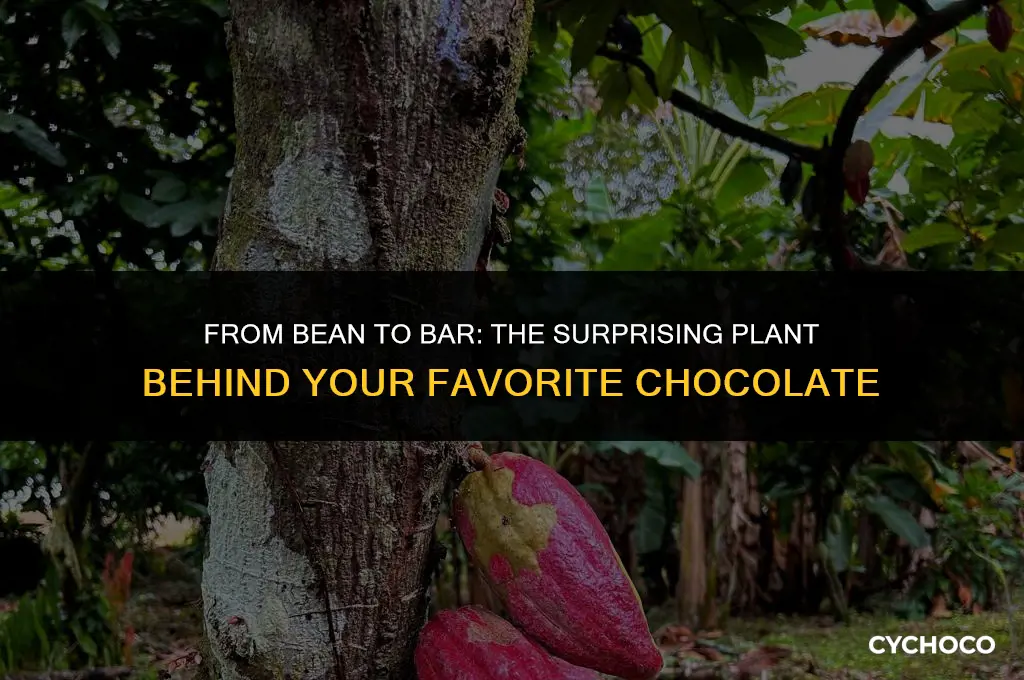 what plant makes chocolate
