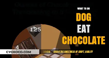 Chocolate Toxicity in Dogs: Immediate Actions to Take