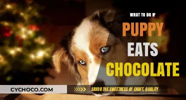 Chocolate Emergency: Steps to Take If Your Puppy Indulges