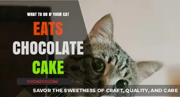 Cat Ate Chocolate Cake? Immediate Steps to Ensure Your Pet's Safety