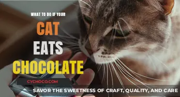 Cat Ate Chocolate? Immediate Steps to Ensure Your Pet's Safety