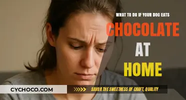 Chocolate Mishap: Steps to Take If Your Dog Indulges at Home