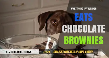 Dog Ate Chocolate Brownies? Immediate Steps to Take and When to Call the Vet