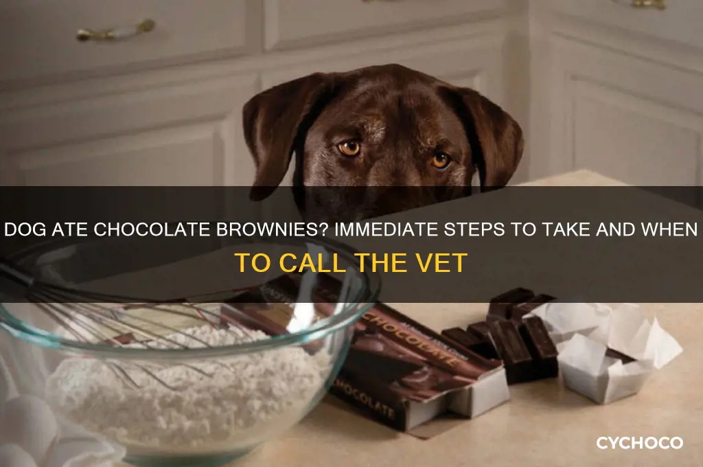 what to do if your dog eats chocolate brownies