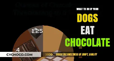 Chocolate Toxicity in Dogs: Immediate Actions to Take