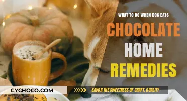 Dog Ate Chocolate? Quick Home Remedies to Help Your Pet