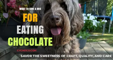 Safe Treats: What to Give a Dog After Eating Chocolate