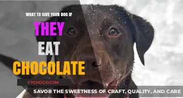 Chocolate Mishap? Here's What to Give Your Dog Immediately