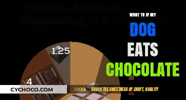 Chocolate Toxicity in Dogs: What to Do If Your Pet Indulges