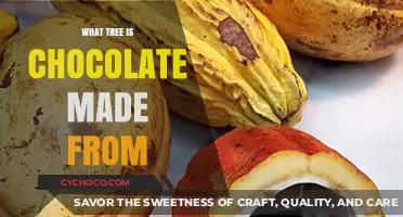 Unveiling the Sweet Secret: The Tree Behind Your Favorite Chocolate