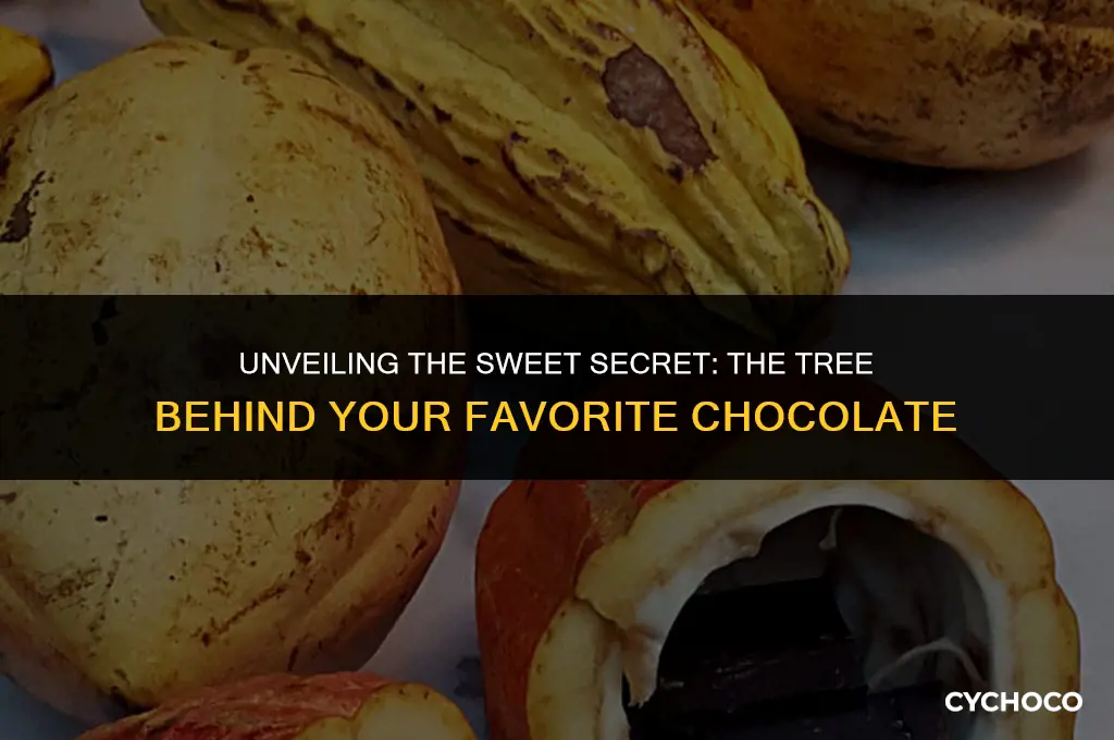 what tree is chocolate made from