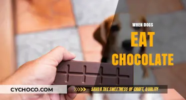 The Sweet Danger: What Happens When Dogs Eat Chocolate?