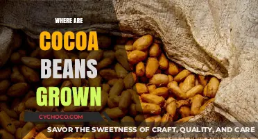 Exploring the Global Origins of Cocoa Beans: Where They Thrive