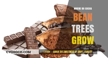 Exploring the Tropical Regions Where Cocoa Bean Trees Thrive
