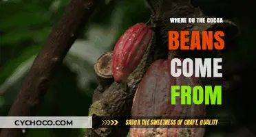 Exploring the Origins: Where Do Cocoa Beans Come From?