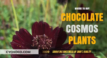 Where to Find Chocolate Cosmos Plants: A Gardener's Guide