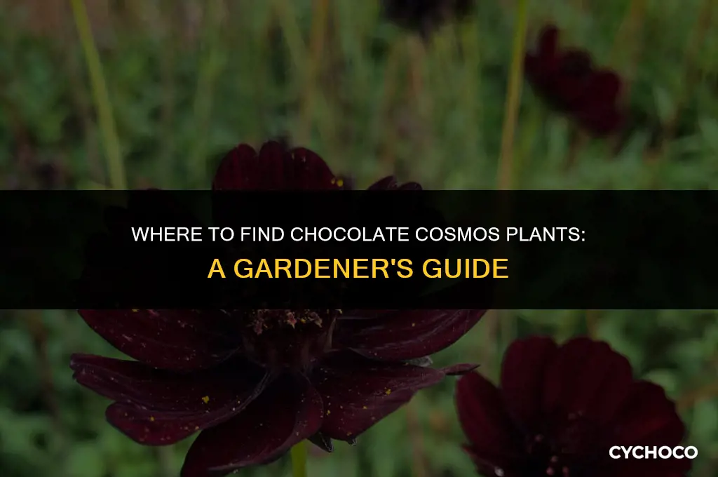 where to buy chocolate cosmos plants
