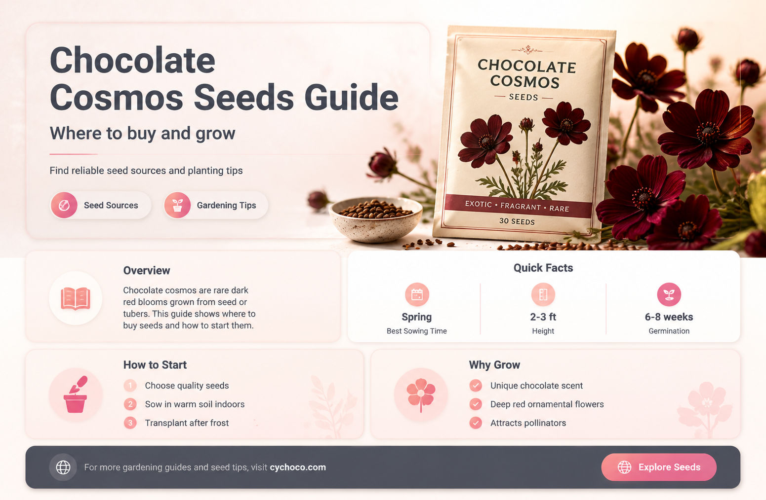 where to buy chocolate cosmos seeds